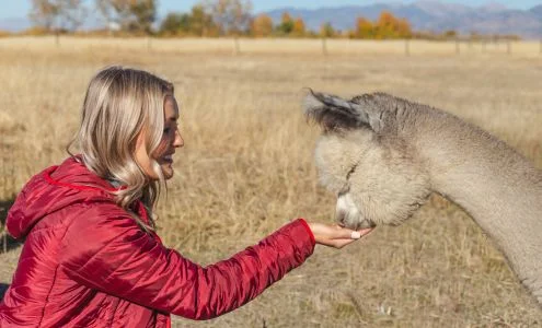 Alpacas of Montana, Inc. business photo